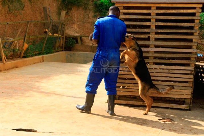 Izi mbwa zororerwa kuri Nyirangarama kirazira kuzigaburira igaburo ririmo umunyu 