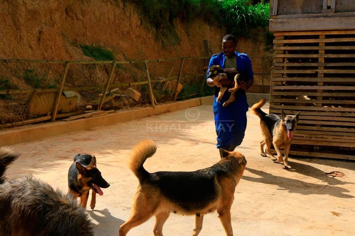 Izi mbwa zororerwa kuri Nyirangarama ikibwana cyazo kigura ibihumbi 300RWf