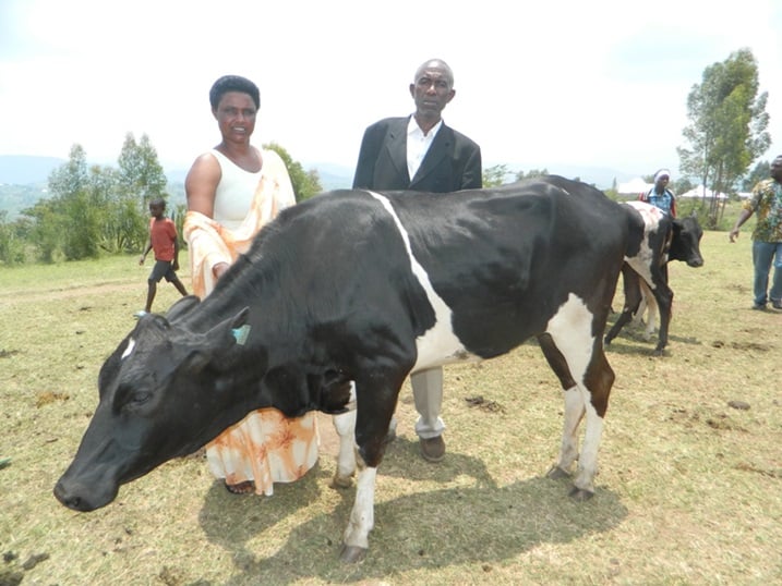 Nyuma yo kwiyunga bagiye gufatanya korora inka bahawe.