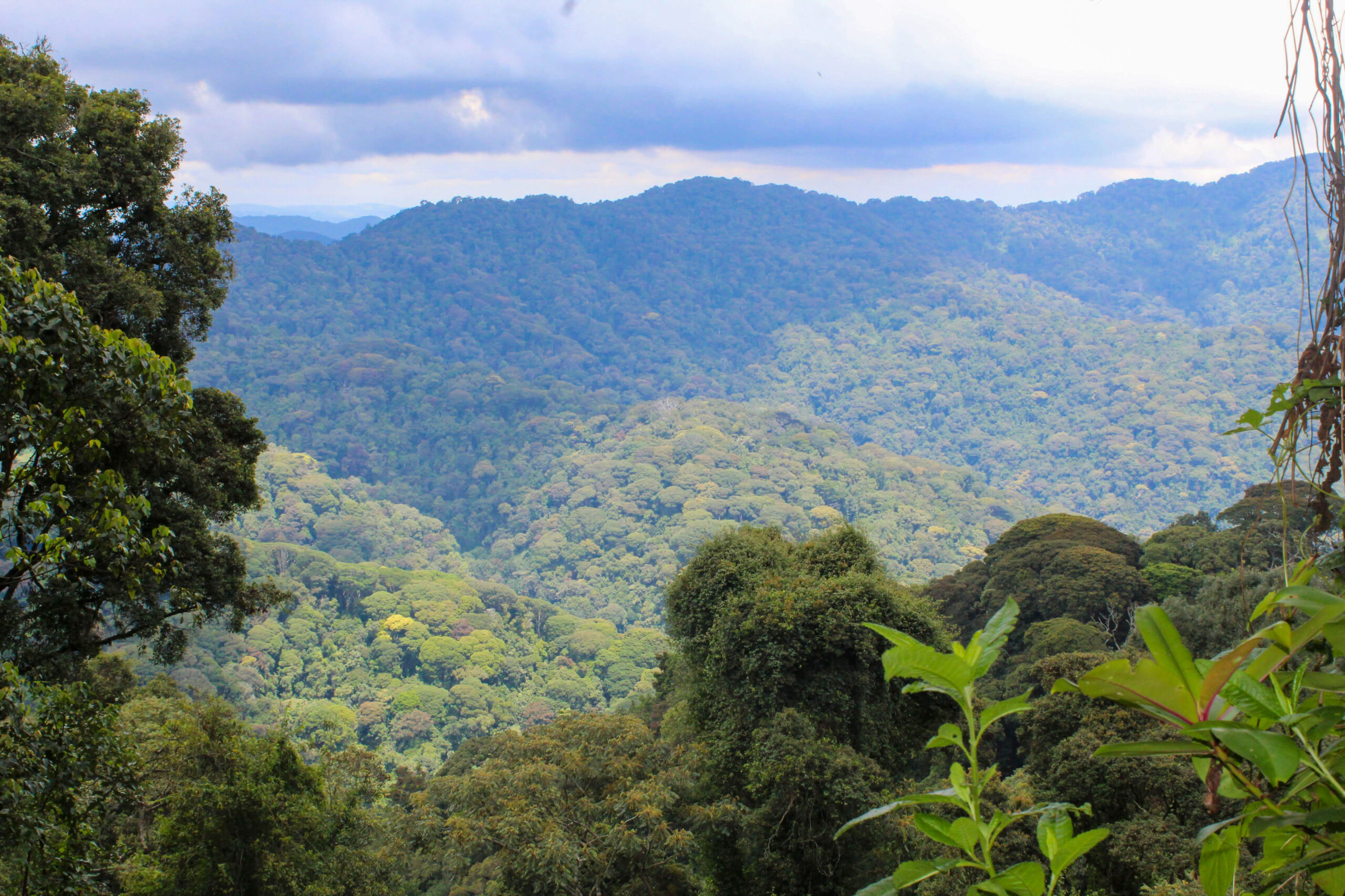 Pariki ya Nyungwe