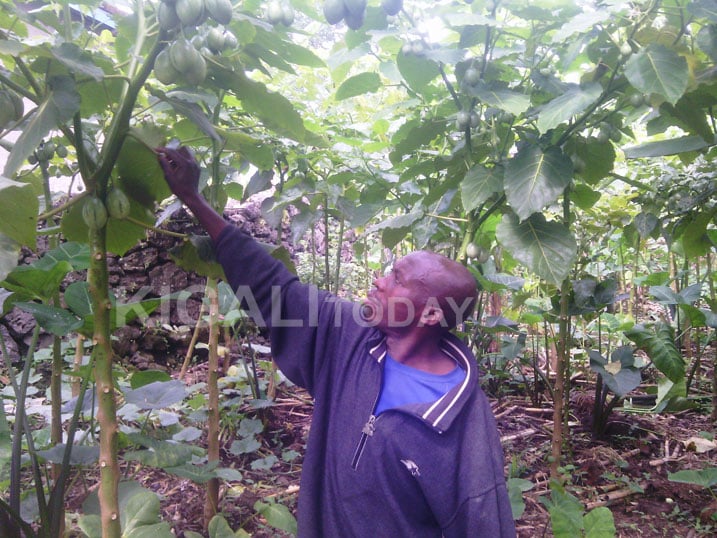 Nyuma yo kurebera kuri koperative, Nzagirwanimana yatangiye guhinga ibinyomoro bimuha amafaranga none arahamya ko agenda yiteza imbere.