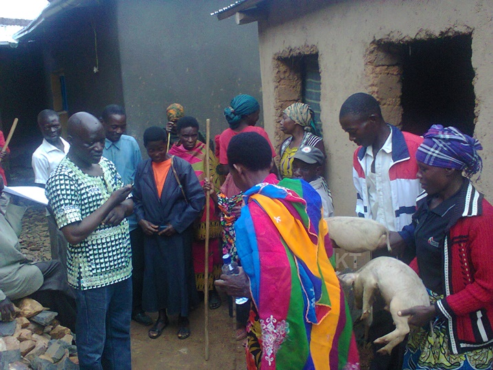 Abahawe ingurube nto basabwe kuzorora neza kugira ngo zizabahe umusaruro.