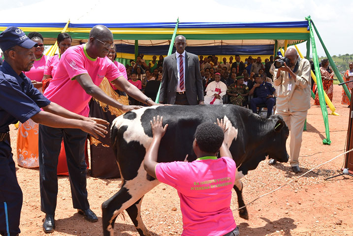 Uyu mukobwa yahawe inka arangije amashuri yisumbuye nubwo abana n'ubumuga bw'ingingo.