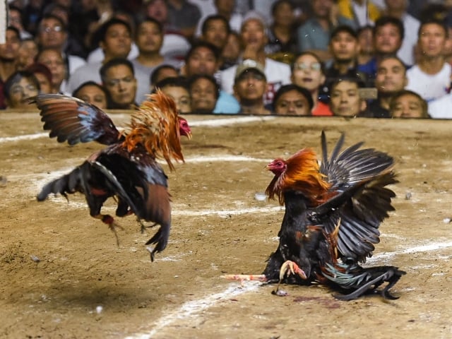 Muri Philippines bakunda umukino wo kurwanisha amasake