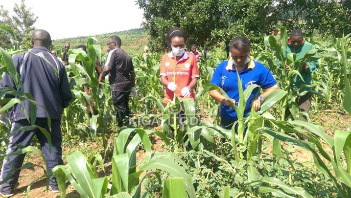 Minisitiri Kamayirese Germaine mu karere ka Rwamagana batera umuti wo kurwanya nkongwa