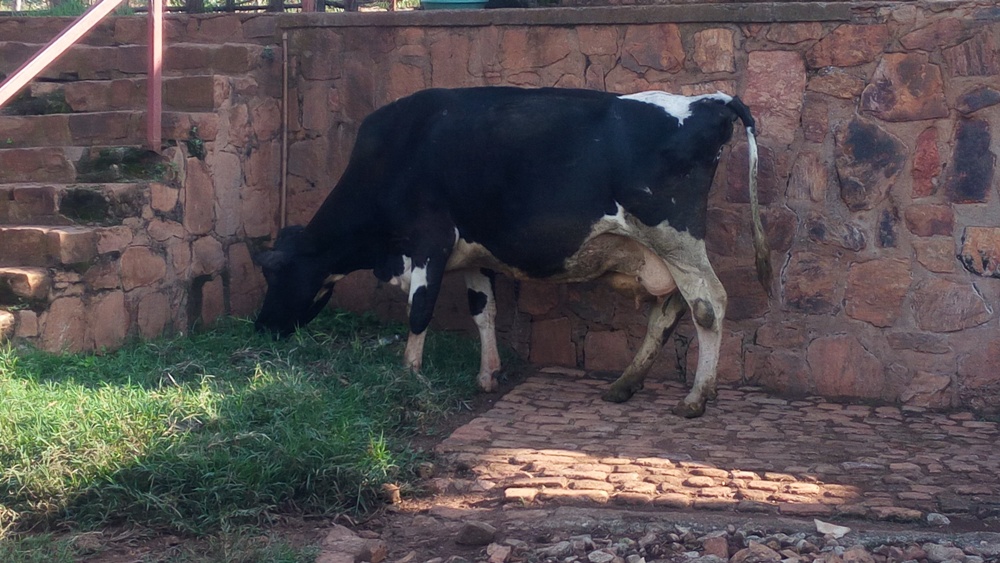 Rwego, kimwe n'izindi nka 4 NDPK yahawe na Perezida zikamwa litiro 20 ku munsi buri yose