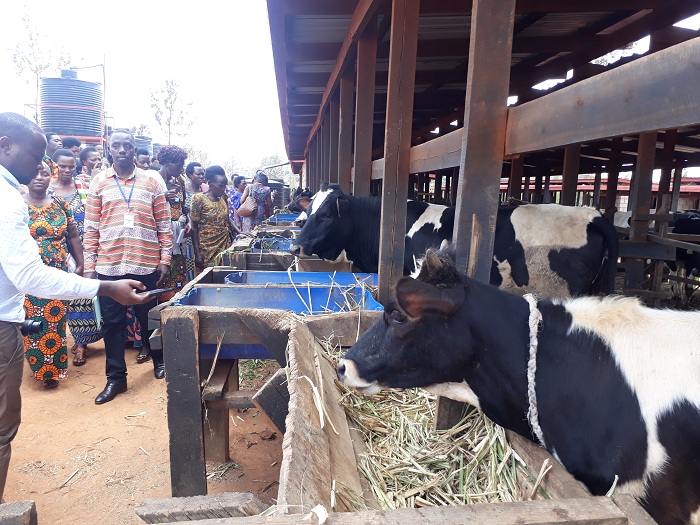 Kugaburira inka muri ako gace kabamo izuba ryinshi ngo biragorana cyane