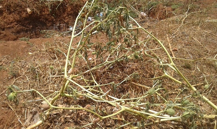 Iki ni cyo cyatsi bita Rwiziringa. Uriye imbuto zacyo amera nk'uwafashe ikiyobyabwenge