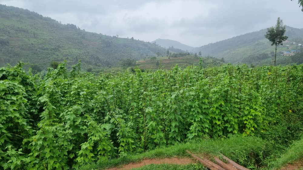 Ibishyimbo byongewe mu byishingirwa