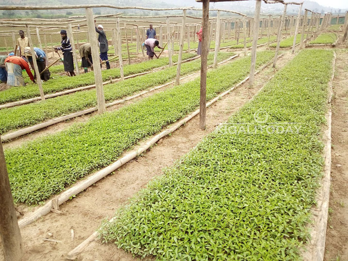 Stevia iri gutunganywa ngo ijyanwe mu mirima guterwa