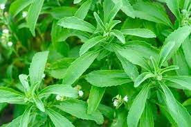 Stevia ikorwamo isukari y'umwimerere idateza ibibazo ubuzima