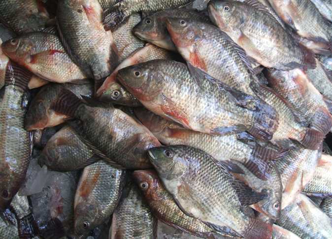 Amafi yafashwe n'iki cyorezo ava amaraso, akipfusha, agaturumbuka n'amaso (Ifoto: Internet)