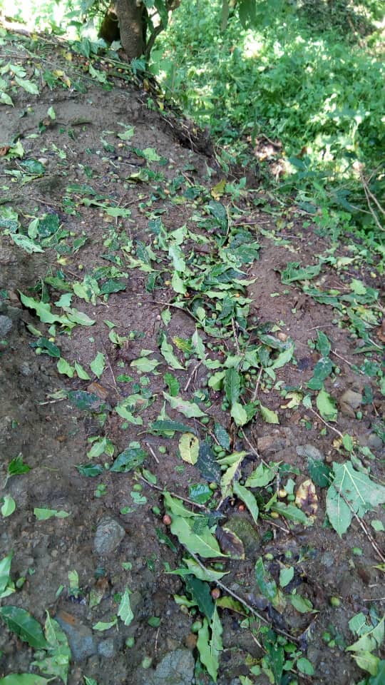 Toni zirenga 22 z'ibitumbwe bya kawa zangiritse