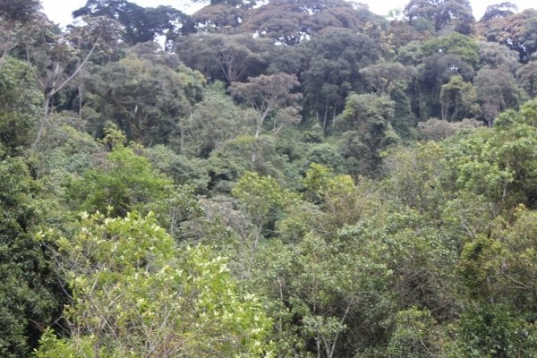 U Rwanda rurateganya gutera ibiti ku buso bungana na 80% by