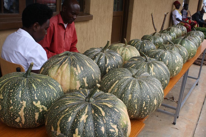 Turikumwe ngo ntazareka guhinga ibihaza kuko bimuha inyungu.
