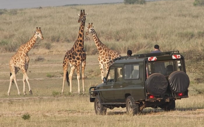 Izo nyamaswa zikurura ba mukerarugendo cyane, aha ni kuri Pariki y'Akagera