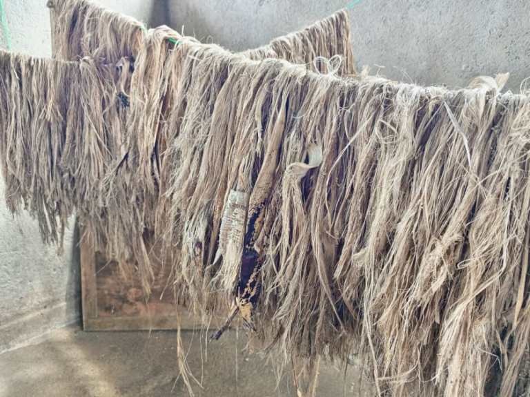 Ubudodo buva mu bivovo by'insina butaratunganywa