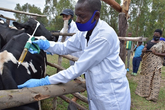 Gukingira inka ubuganga bwa Lift Valley byatumye mu myaka ibiri ishize mu Karere ka Ruhango nta nka yongera kuramburura cyangwa gupfa