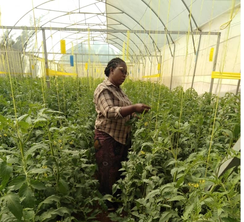 Namahoro mu nzu ahingamo inyanya