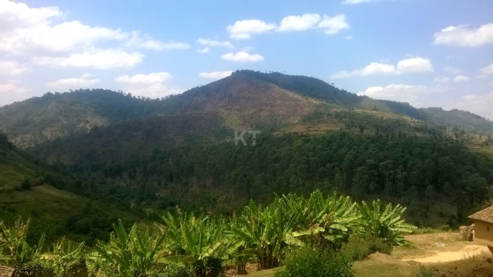 Ubukene ngo ni kimwe mu mpamvu zituma abaturage batwika amashyamba ya leta bashaka amakara yo kugurisha.