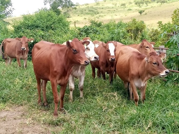 Uburenge bwongeye kugaragara mu nka i Karangazi