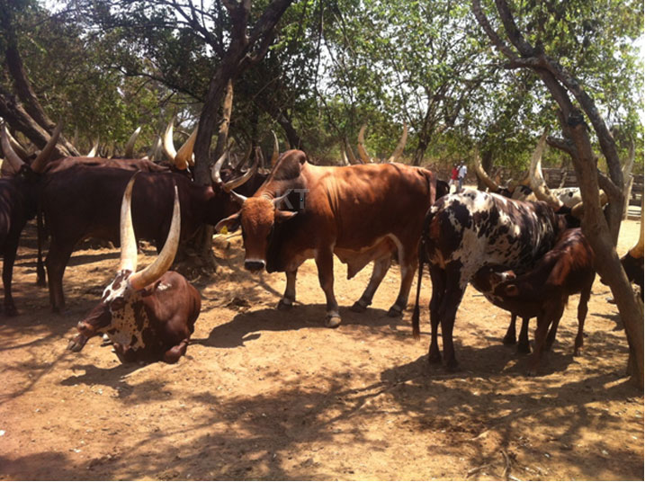 Ishyo rya Gako Integrated Beef Project.