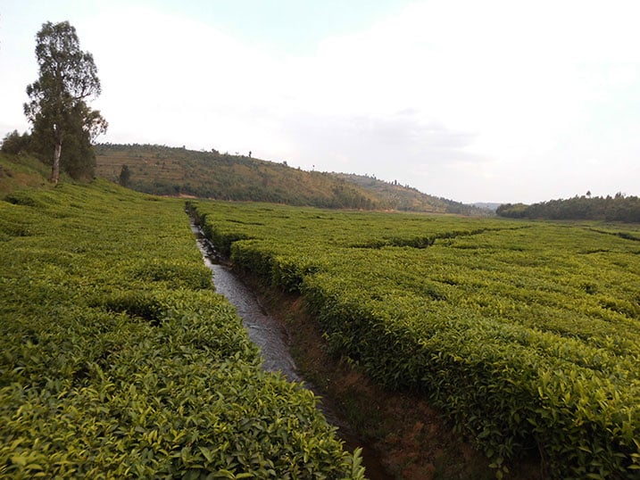 Ubutaka bwa Nyaruguru buberanye n