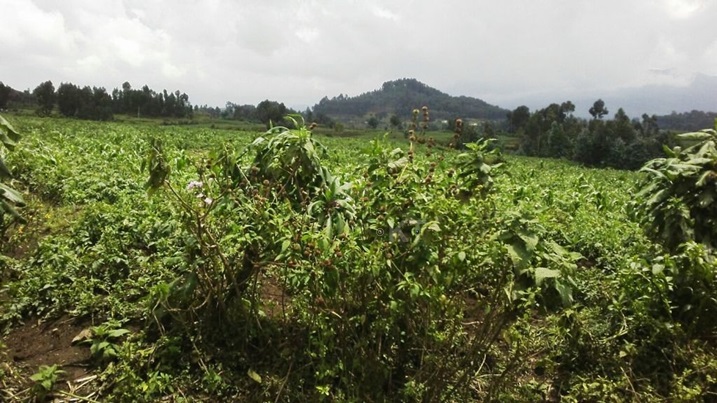 Ubutaka bwa Ngirira agiye gusubizwa nyuma yo gukuramo ababutuye.