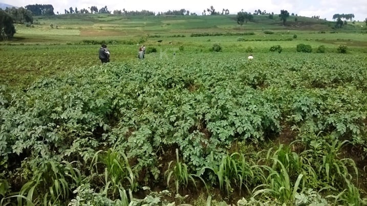 Ubu ni ubutaka bwagabanyijwe abaturage bakuwe mu mirima ya Ngirira.