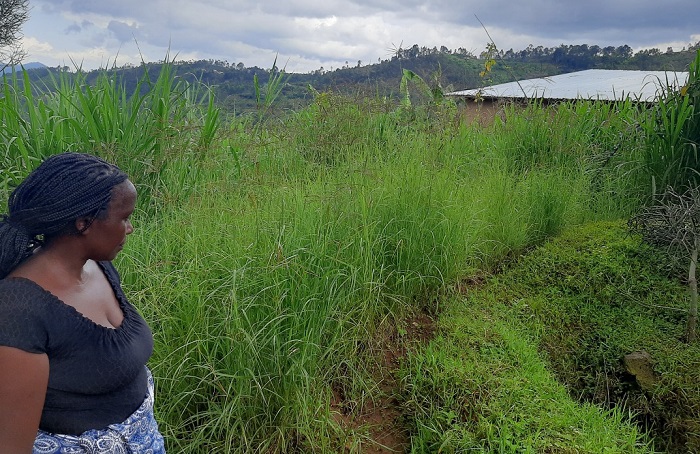 Ubwatsi bugaburirwa inka mu gihe bwitaweho buyigirira akamaro igatanga umukamo ushimishije