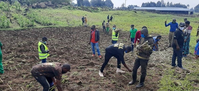 Guhinga ubwatsi ngo ni igikorwa kizakomeza mu Karere kose ka Musanze, ahagiye gushyirwaho imirima y