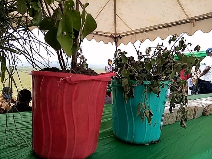 Mucuna na Desmodium