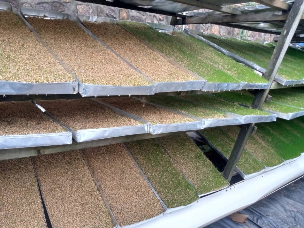 Over time, these grains grow and turn into grass.