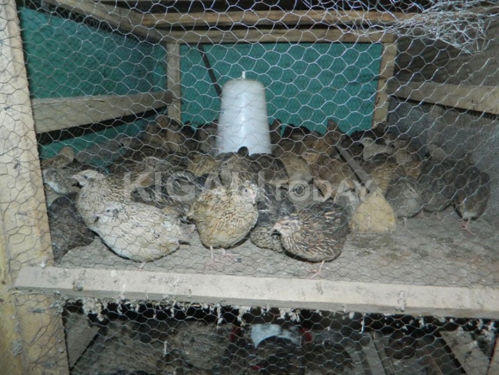 Ngo inyama z'inkware ziboneka mu mahoteri akomeye kandi zigahenda. 