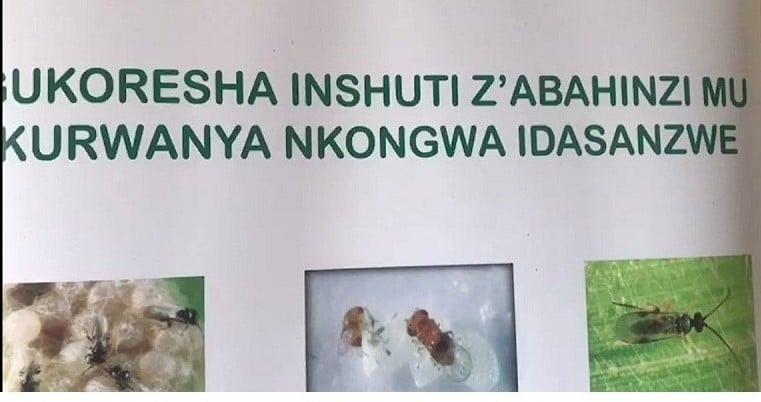 Udukoko twiswe inshuti z'abahinzi tugiye gukoreshwa mu kurwanya nkongwa