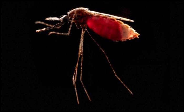 Anopheles stephensi