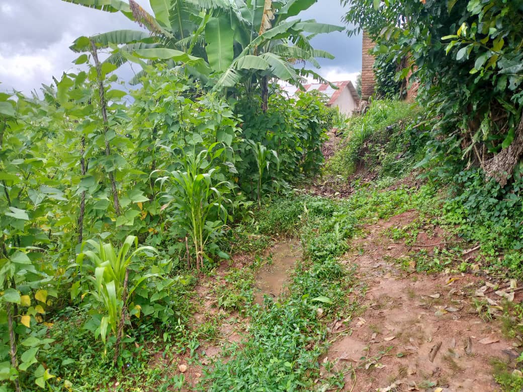 Imirwanyasuri mu mirima ni bumwe mu bwororokero bw'imibu