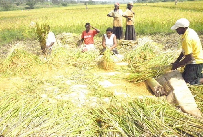 Bamwe mu bahinga umuceri bavuga ko igiciro ari gito bagereranyije n'ibyo baba bakoresheje mu kuwuhinga