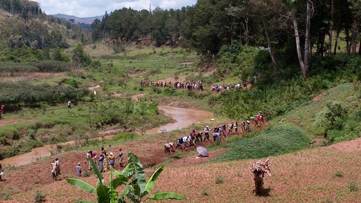 Aha ni i Kigoma mu Karere ka Huye, bari bari mu muganda wo gutera urubingo ku nkombe za Mwogo.