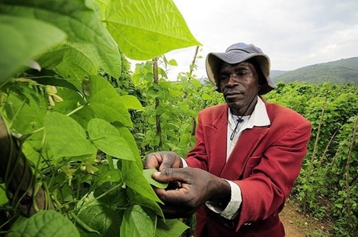 MINAGRI iteganya ko ubuhinzi buzafasha u Rwanda kugera ku kigero cy