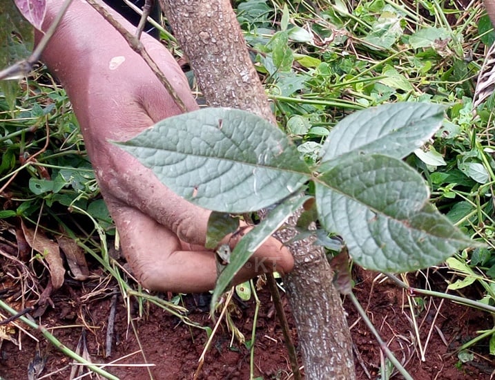 Umukipfu ngo bawuvugutiraga umugore wananiwe kubyara, akabyara.