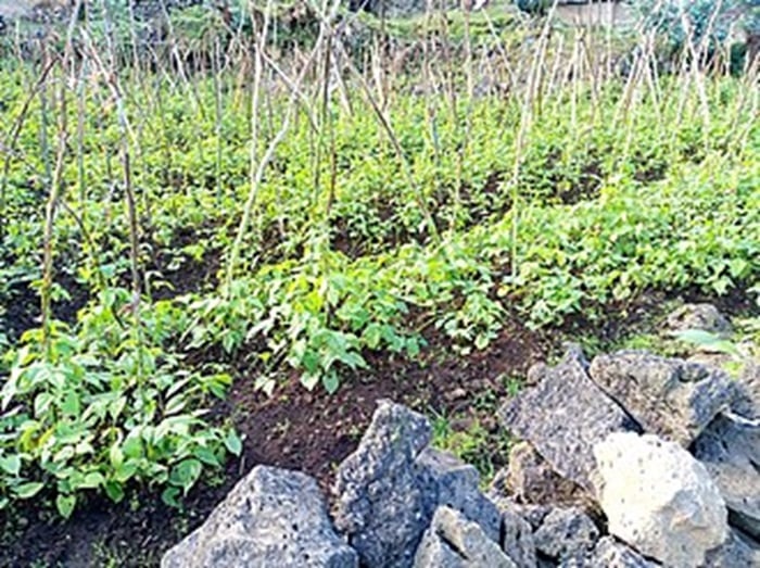 Umusaruro w'ibikomoka ku buhinzi uzakomeza kuzamuka