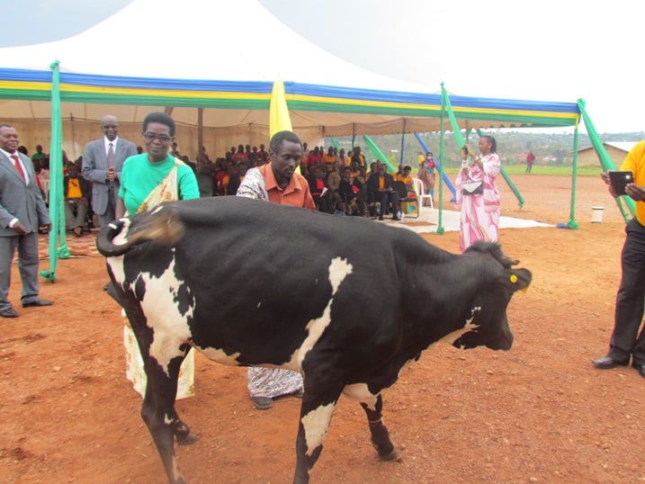 Uretse gahunda ya girinka mwarimu,abarimu bakoze neza bahembwa inka.