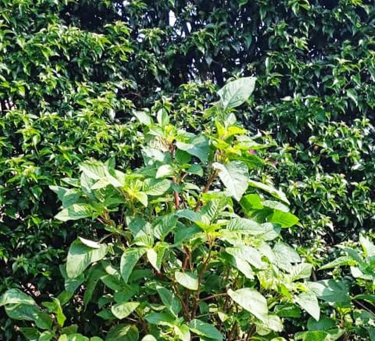 Uruboga rukiri ruto (imbere) n'urumaze igihe (inyuma)