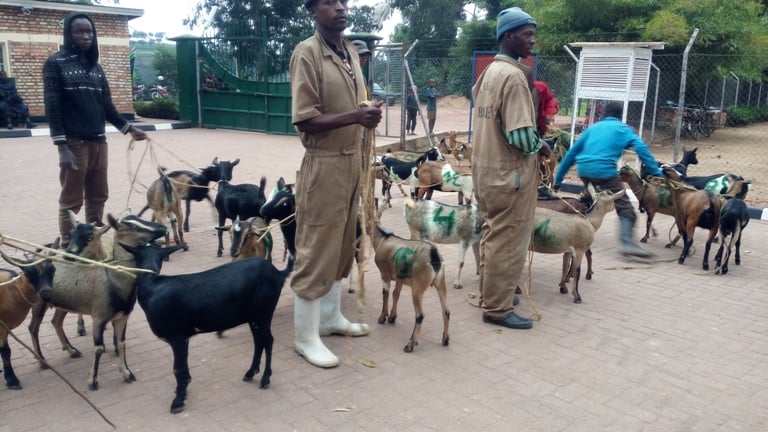 Ihene 28 na zo zahawe abahinzi b'icyayi bitwaye neza