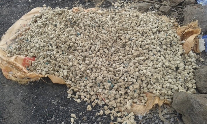 urumogi ruri mu biyobyabwenge byangijwe
