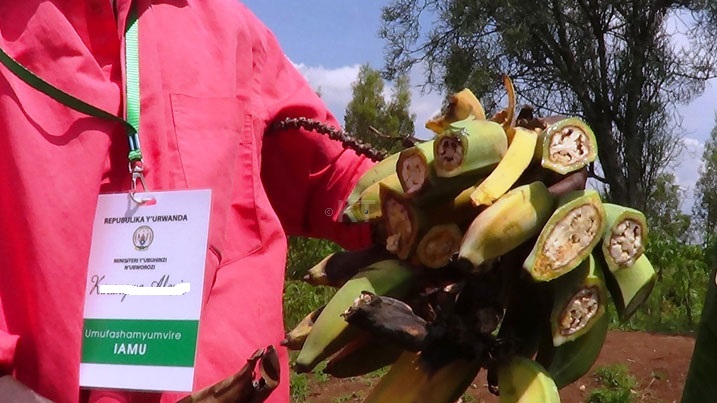 Uburwayi bwibasira urutoki buhombya abahinzi