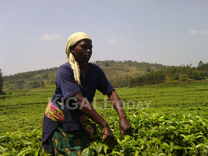 Uwamariya avuga ko mbere icyayi cyari cyarabananiye kugikorera.