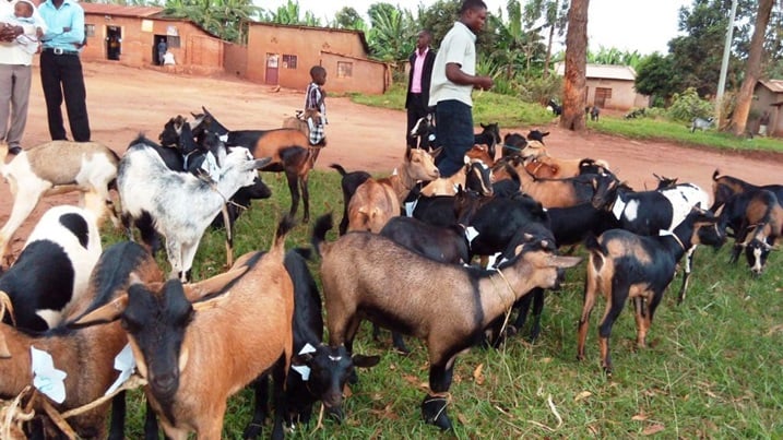 Uwatomboraga ihene, yahitaga ajya kureba inomero y
