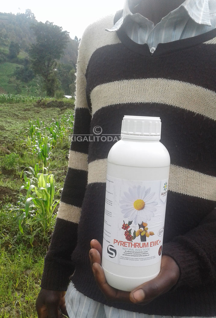 Uyu muti ukorerwa mu ruganda rwa Sopirwa mu karere ka Musanze 